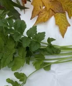 Karışık Ege Otları (Hindiba, Hardal, Labada, İğnelik Otu )