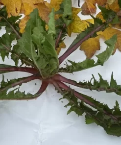 Karışık Ege Otları (Hindiba, Hardal, Labada, İğnelik Otu )