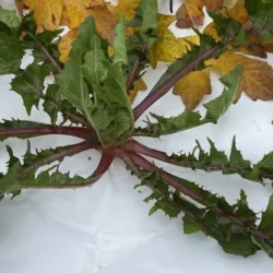 Karışık Ege Otları (Hindiba, Hardal, Labada, İğnelik Otu )