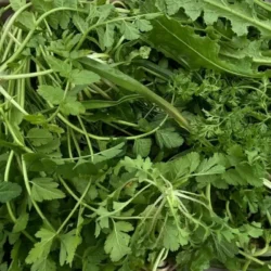 Karışık Ege Otları (Hindiba, Hardal, Labada, İğnelik Otu )