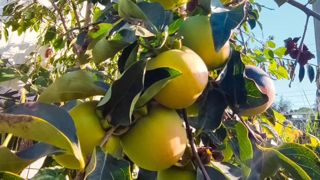 Ortaca El Ele Kadın Girişimi Üretim ve İşletme Kooperatifi