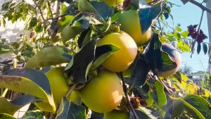 Ortaca El Ele Kadın Girişimi Üretim ve İşletme Kooperatifi