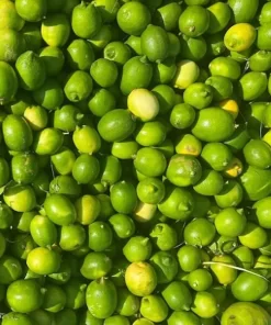 Taze Limon