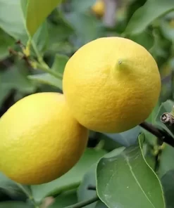Taze Limon